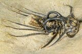 Fantastic, Spiny Dicranurus Trilobite - Atchana, Morocco #363019-2
